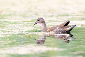 Moorhen (Gallinula chloropus)