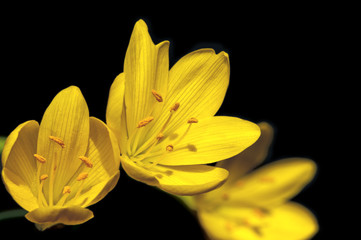 Obraz premium sternbergia lutea - 3404