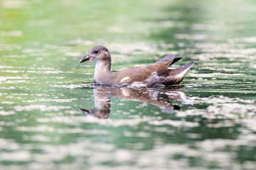 Moorhen (Gallinula chloropus)