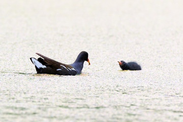 Moorhen (Gallinula chloropus)