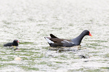 Moorhen (Gallinula chloropus)