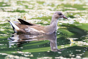 Moorhen (Gallinula chloropus)