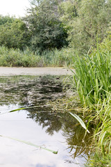 Moorhen (Gallinula chloropus)