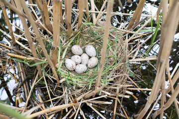 Obraz premium nest Moorhen (Gallinula chloropus).