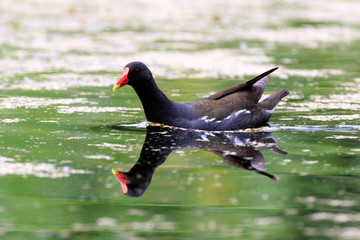 Moorhen (Gallinula chloropus)