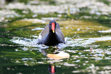Moorhen (Gallinula chloropus)