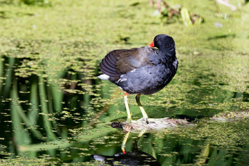 Moorhen (Gallinula chloropus)