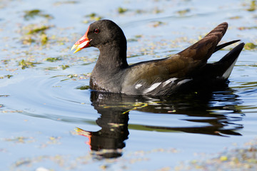 Moorhen (Gallinula chloropus)