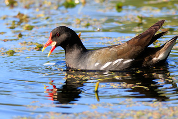 Moorhen (Gallinula chloropus)