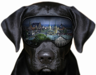 Fototapeta Panorama Starego Miasta w Warszawie - fotomontaż z psem,
 obraz