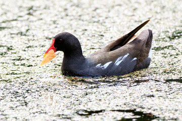 Moorhen (Gallinula chloropus)