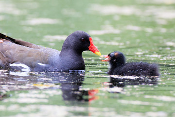 Moorhen (Gallinula chloropus)
