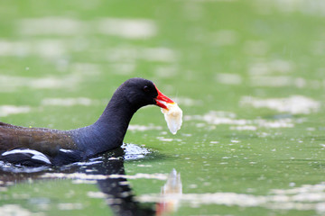 Moorhen (Gallinula chloropus)