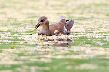 Moorhen (Gallinula chloropus)