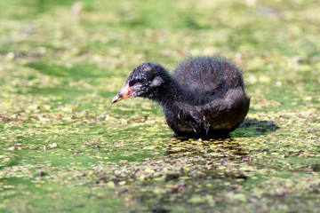 Moorhen (Gallinula chloropus)