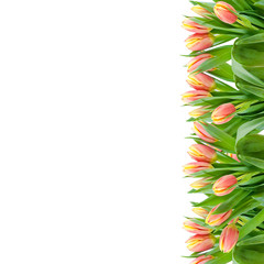 Fototapeta na wymiar Isolated pink tulips border on the white background
