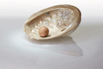 chocolate pearl shell
