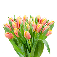Isolated bouquet of pink tulips on the white background
