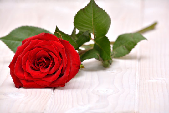 Rose for Valentines