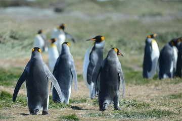 Fototapeta premium King penguins on the Bay of Inutil.