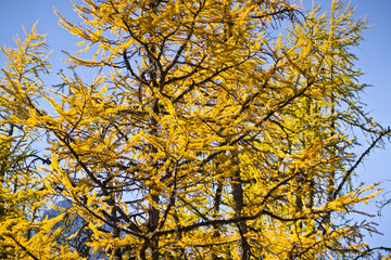 golden larches against blue sky in autumn