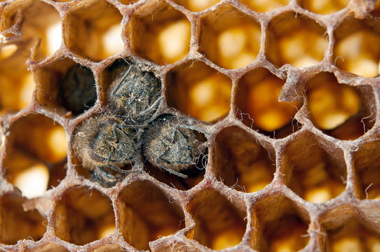 dead bees