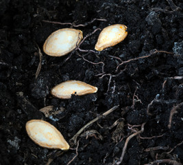 pumpkin seeds