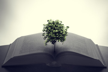 Tree growing from an open book. Education, imagination, creativity