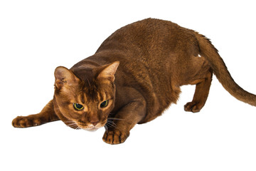 abyssinian sorrel domestic cat isolated