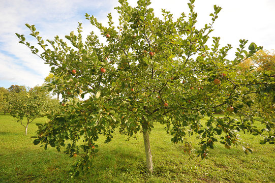 young Apple tree with red apples
