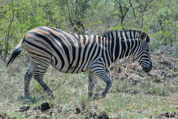 zèbre, savane