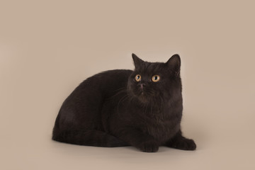 British chocolate cat on a light background isolated