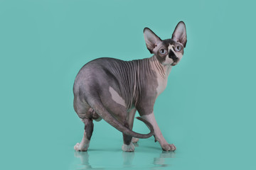 Sphynx isolated on a blue background