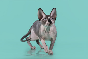 Sphynx isolated on a blue background