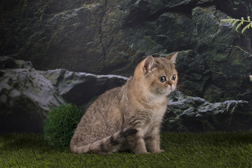 Fototapeta na wymiar British gold cat in the mountains