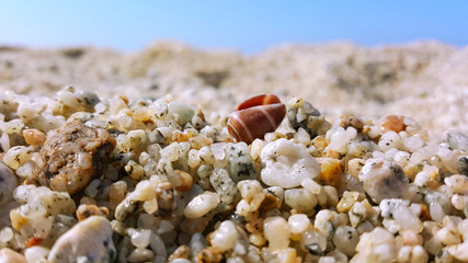 Conchiglia sulla sabbia