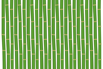 Bamboo the background