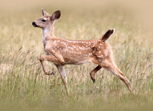 Fototapeta Black-tail Fawn (Columbian Black-tailed Deer) 