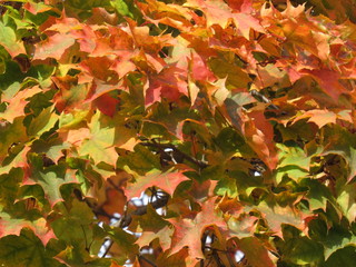 Кленовые листья