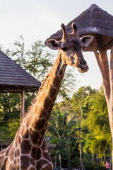 Giraffe in the zoo safari park