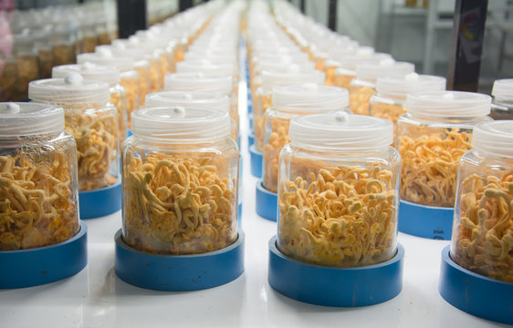 Cordyceps militaris in Glass bottles