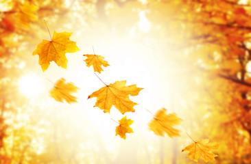 Autumnal park with falling maple leaves