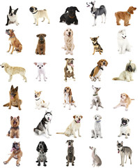 Large group of dog breeds, isolated on white