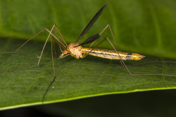 Little insect on leaf close up - Little bug Macro photo