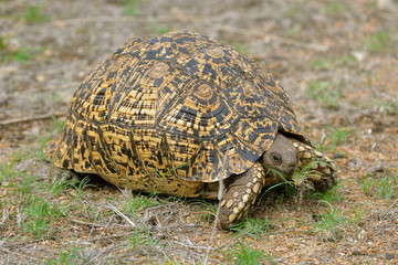tortue léopard, Afrique du Sud