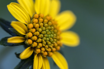 yellow flower Chrysanthemum close up - macro Chrysanthemum