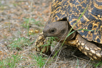 tortue léopard, Afrique du Sud