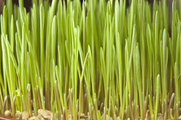 wheat fresh grass