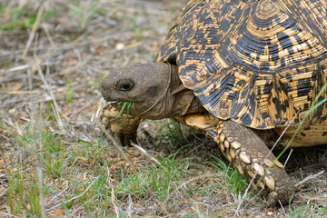 tortue léopard, Afrique du Sud