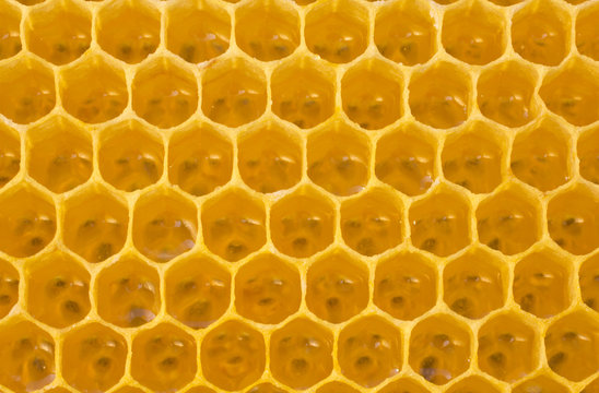 New honeycomb